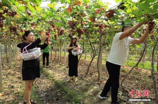 股票配资学院 （乡村行·看振兴）江西玉山“同心服务团”助力“甜蜜经济”
